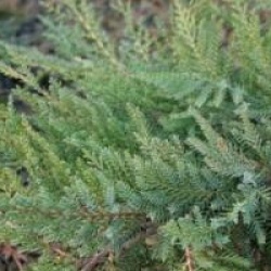 Juniperus x pfitzeriana 'Pfitzeriana Compacta'