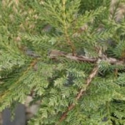 Juniperus x pfitzeriana 'Pfitzeriana Compacta'