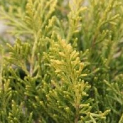 Juniperus x pfitzeriana 'Gold Sovereign' - Gen�vrier Gold Sovereign