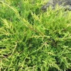 Juniperus x pfitzeriana 'Old Gold'