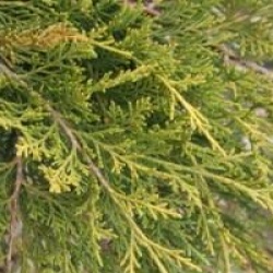 Juniperus x pfitzeriana 'Old Gold'