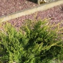Juniperus x pfitzeriana 'Old Gold'