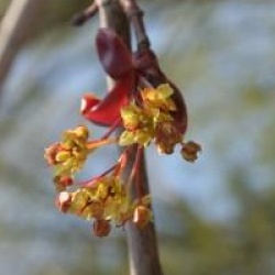 Acer platanoides 'Crimson King'