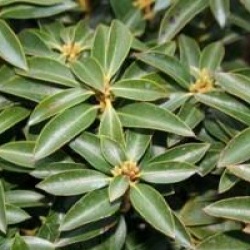 Kalmia latifolia 'Minuet'