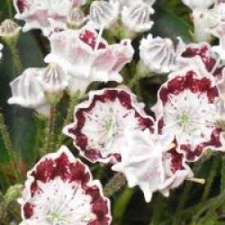 Kalmia latifolia 'Minuet' - Laurier des montagnes Minuet