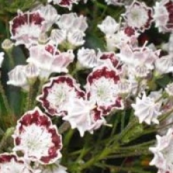 Kalmia latifolia 'Minuet'