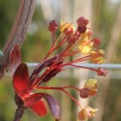 Acer platanoides 'Crimson King'