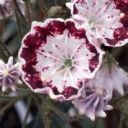 Kalmia latifolia 'Minuet'
