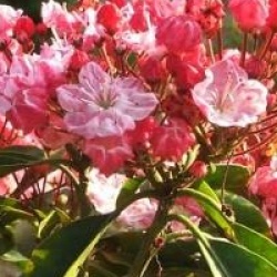 Kalmia latifolia 'Olympic Fire'