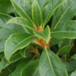 Kalmia latifolia 'Olympic Fire'