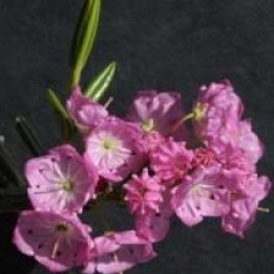 Kalmia polifolia