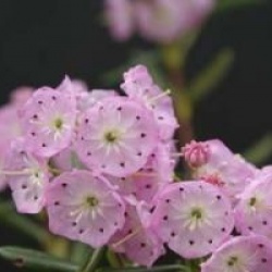Kalmia polifolia 