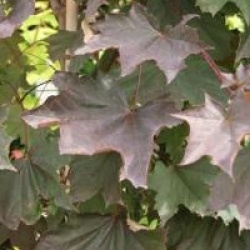 Acer platanoides 'Crimson King'