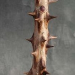 Kalopanax septemlobus