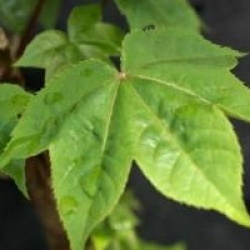 Kalopanax septemlobus