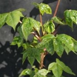 Kalopanax septemlobus