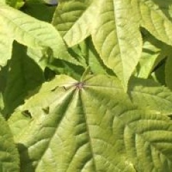 Kalopanax septemlobus