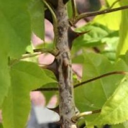 Kalopanax septemlobus