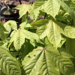 Kalopanax septemlobus