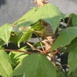 Kalopanax septemlobus