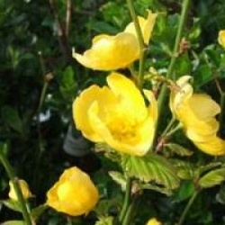 Kerria japonica 'Golden Guinea' - Cor�te du Japon � fleurs simples
