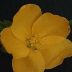 Kerria japonica 'Golden Guinea'