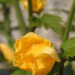 Kerria japonica 'Golden Guinea'
