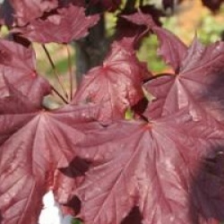 Acer platanoides 'Crimson King'