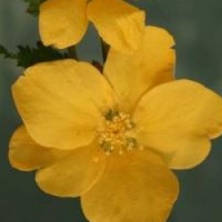 Kerria japonica 'Golden Guinea'