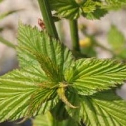 Kerria japonica 'Golden Guinea'