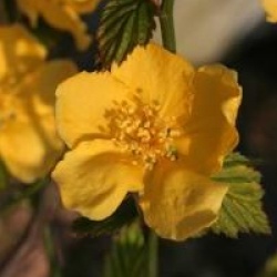 Kerria japonica 'Golden Guinea'