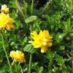 Kerria japonica 'Plenifolia'