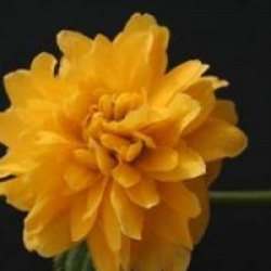 Kerria japonica 'Plenifolia'