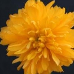 Kerria japonica 'Plenifolia'