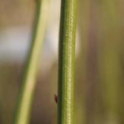 Kerria japonica 'Plenifolia'