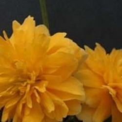 Kerria japonica 'Plenifolia'