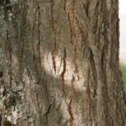 Koelreuteria paniculata - Savonnier de Chine