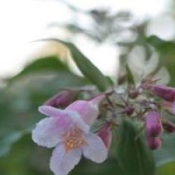 Kolkwitzia amabilis - Buisson de beaut� 