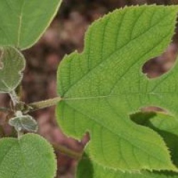 Broussonetia papyrifera  - M�rier � papier