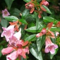 Abelia x grandiflora 'Semperflorens'