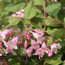 Kolkwitzia amabilis 'Pink Cloud'