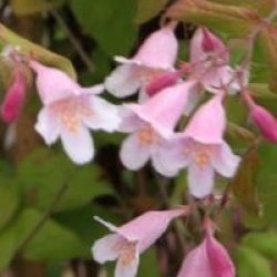 Kolkwitzia amabilis 'Pink Cloud'