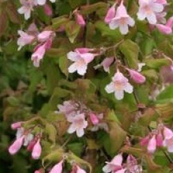 Kolkwitzia amabilis 'Pink Cloud'