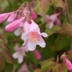 Kolkwitzia amabilis 'Pink Cloud'