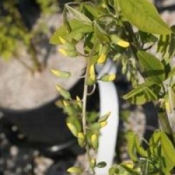 Laburnum anagyroides