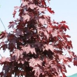 Acer platanoides 'Crimson King' - �rable plane pourpre