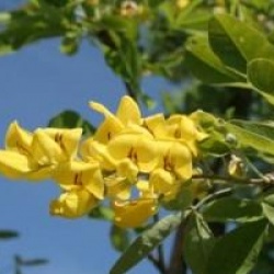 Laburnum anagyroides - Cytise commun