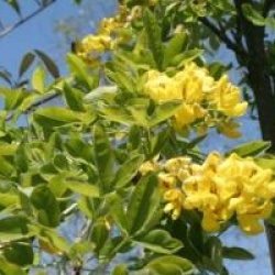 Laburnum anagyroides