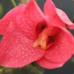 Lapageria rosea  - Clochette Chilienne