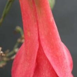 Lapageria rosea 